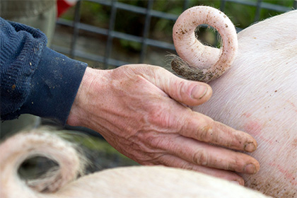 Великобритания разрешит выращивание химер из свиней и овец с органами человека