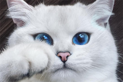 Кот с небесно-голубыми глазами стал звездой интернета