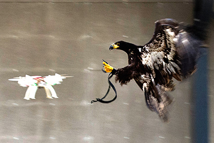 Полиция Лондона собралась обучить птиц перехвату беспилотников