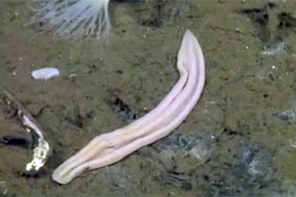 Ученые раскрыли тайну подводного «фиолетового носка»