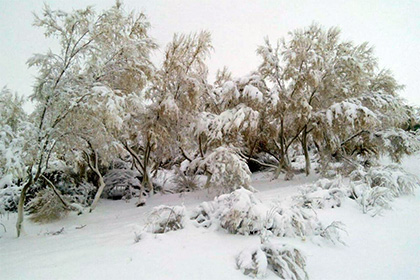 Узбекскую пустыню Кызылкум завалило снегом
