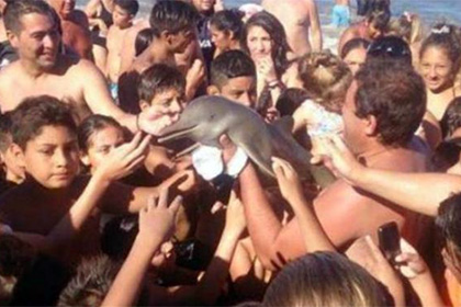В Аргентине курортники до смерти замучали дельфина ласками и селфи