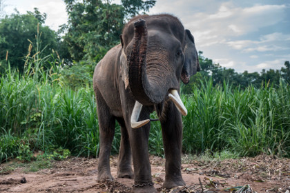 В Таиланде взбесившийся слон убил шотландского туриста