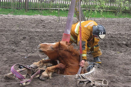 Белорусские спасатели вытащили лошадь из канализационного колодца