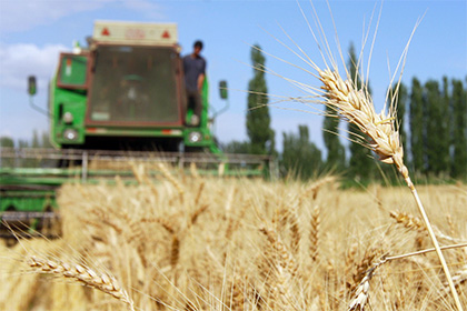 Экспорт пшеницы из России достигнет рекорда