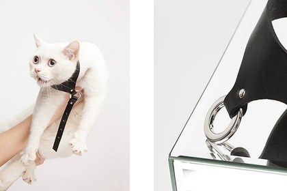 Коты Филипп и Оскар снялись в рекламе дизайнера Аси Мальберштейн