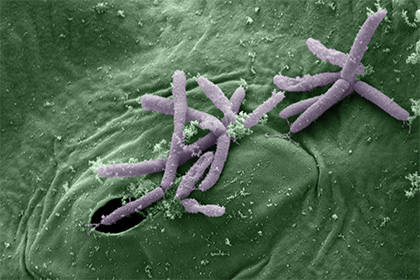 Обнаружены бактерии со суперспособностями