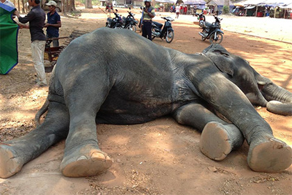 Смерть слона вынудила камбоджийцев требовать запрета поездок на этих животных