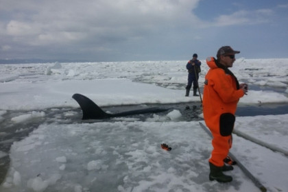 Спасатели попытаются освободить зажатых льдом косаток у побережья Сахалина