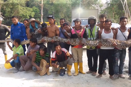 В Малайзии умерла самая длинная в мире змея