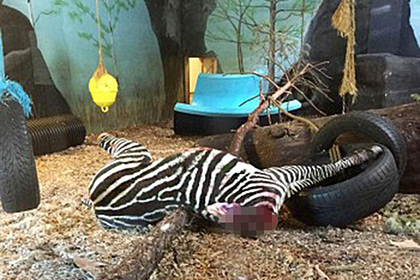 В норвежском зоопарке «лишнюю» зебру скормили тиграм при посетителях