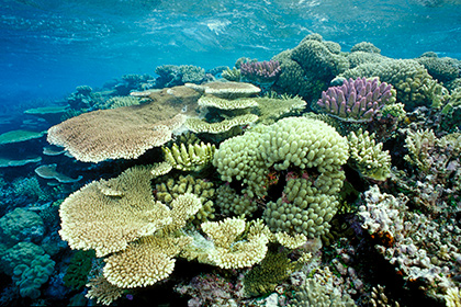 В устье Амазонки нашли гигантский коралловый риф