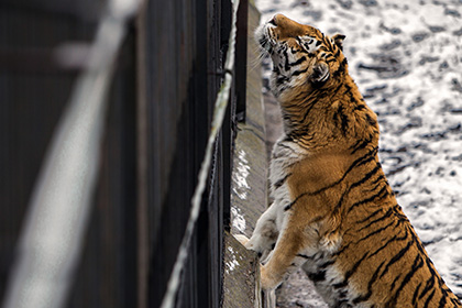 WWF зафиксировал рекордный рост популяции тигров