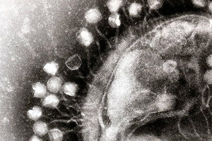 Биологи раскрыли тайну вируса-убийцы