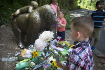 Директор зоопарка оправдал убийство схватившего ребенка самца гориллы