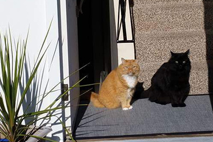 Кошка с «живой тенью» удивила пользователей интернета