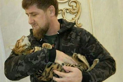 От Кадырова сбежала кошка
