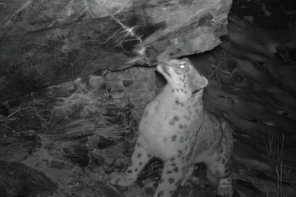 Снежный барс Вита съела котят в попытке спасти их от браконьеров