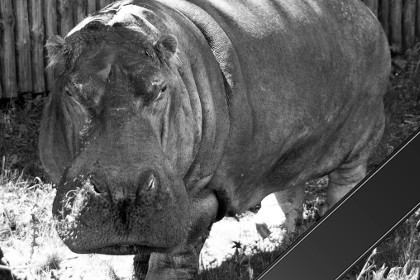 В Киевском зоопарке умер бегемот-долгожитель