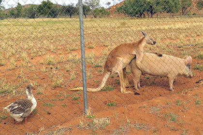 Австралиец обнаружил спаривающегося со свиньей кенгуру и гуся-вуайериста