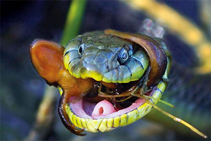 Биологи узнали о гонке вооружений между змеями и сверхъядовитыми тритонами