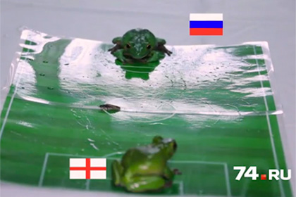 Челябинские лягушки Шрек и Фиона предсказали сборной России победу над Англией