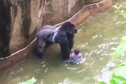 Матери упавшего в вольер к горилле ребенка не предъявят обвинения