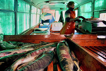 Названа основная причина резкого подорожания рыбы в России
