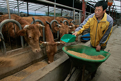 Свободная торговля с США разорила почти половину корейских молочников