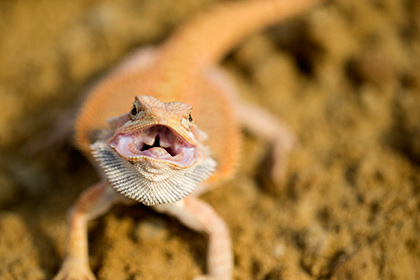 Ученые узнали о победе рептилий «третьего пола» над нормальными самками