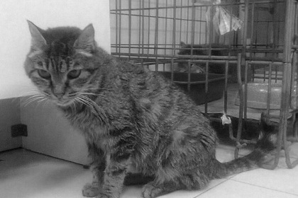 Умерла кошка-обжора из Владивостока