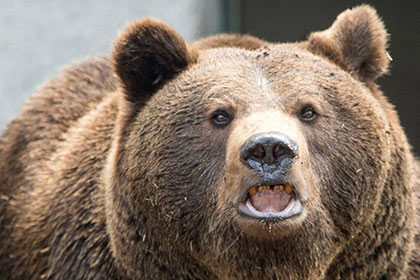В Японии обнаружено тело четвертой жертвы медведя-людоеда