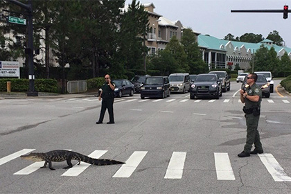 Во Флориде аллигатор перешел дорогу по «зебре»