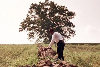 В США упал дуб из фильма «Побег из Шоушенка»