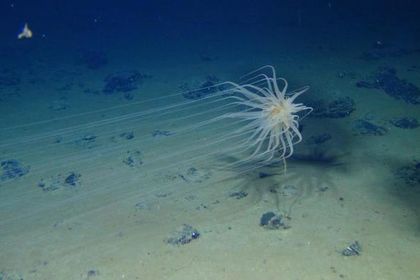Неизвестные формы жизни обнаружили на дне Тихого океана