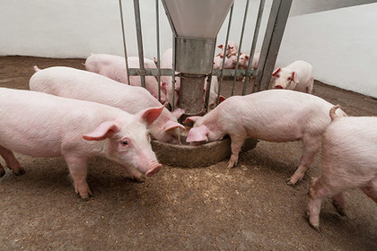 Украинских свиней обвинили в распространении чумы в Крыму
