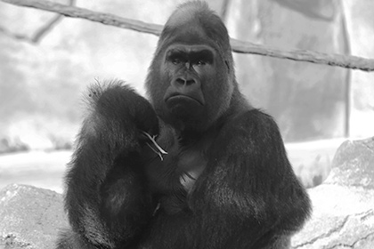 Зоопарк призвал перестать делать мемы с убитой три месяца назад гориллой