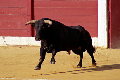 Испанская свалка завела сторожевых быков