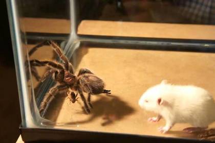 Китайские блогеры устроили жестокие бои между крысами, пауками и скорпионами