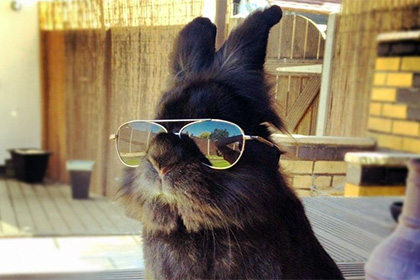 «Крутой заяц» в солнцезащитных очках стал свидетелм ядерного взрыва