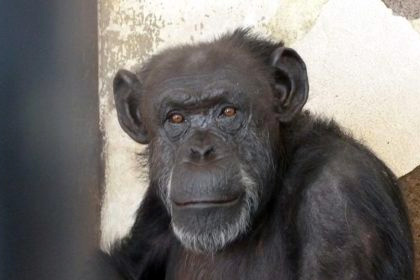 Аргентинский суд освободил шимпанзе из зоопарка