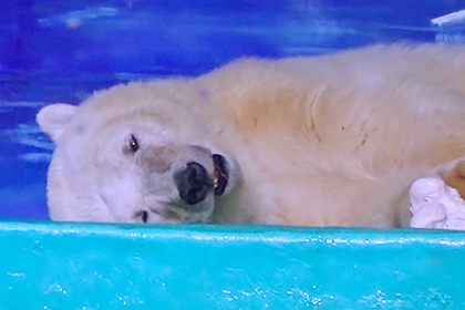 Самого грустного в мире белого медведя на время убрали из китайского ТЦ