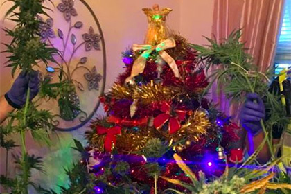 Британская пара украсила кусты марихуаны вместо рождественского дерева