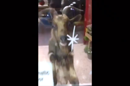 Буйный козел разогнал посетителей магазина в Северной Ирландии