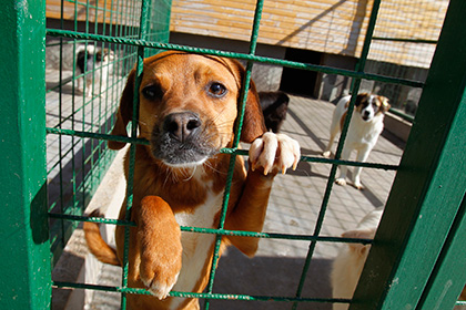 На крупнейшем рынке в Южной Корее запретили забой собак на мясо