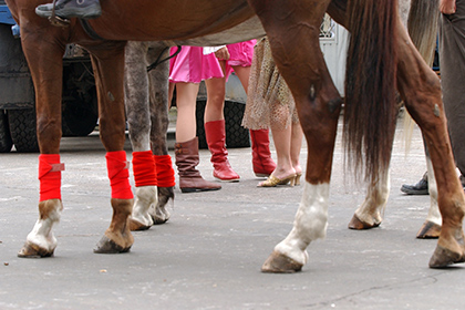 Новосибирские следователи направили в суд дело травмированной лошадью девочки