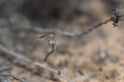 Новый вид мух-убийц обнаружили в Африке