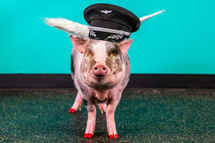 Посетителей аэропорта Сан-Франциско стала встречать свинья в юбке