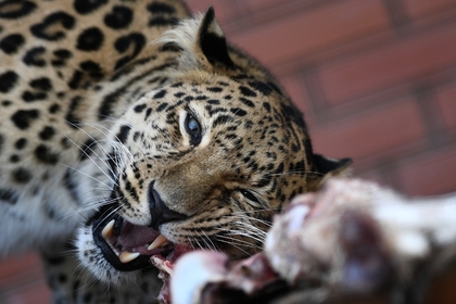 После нападения леопарда на женщину в красноярском цирке возбуждено дело