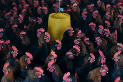Птичий грипп заставил японцев уничтожить полмиллиона кур